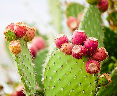 Prickly pear seed oil - a precious ingredient in our certified organic skin care