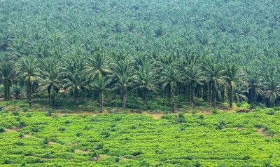 Does Australia have any genuinely palm oil-free shampoos or conditioners?